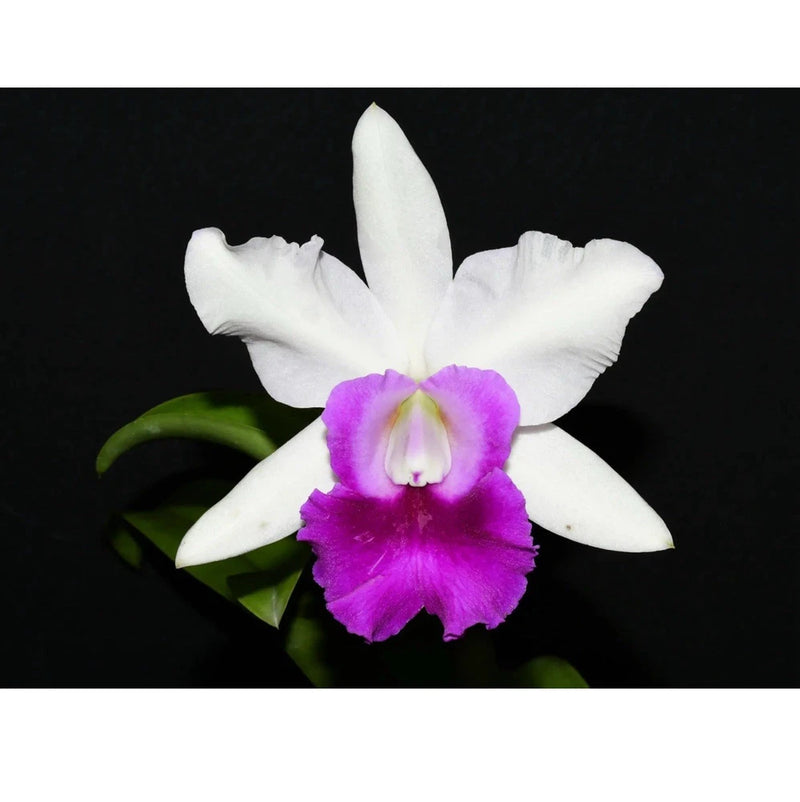 White and purple orchid flower with green leaves in bloom