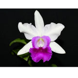 Cattleya Egerides (C. walkeriana X dowiana) BS Purple Pink White Orchid 4.5Ó Pot Orchids