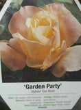 Garden Party Rose 2 Gal. Yellow White Pink Bush Plants Hybrid Tea Plant Roses Garden Plants