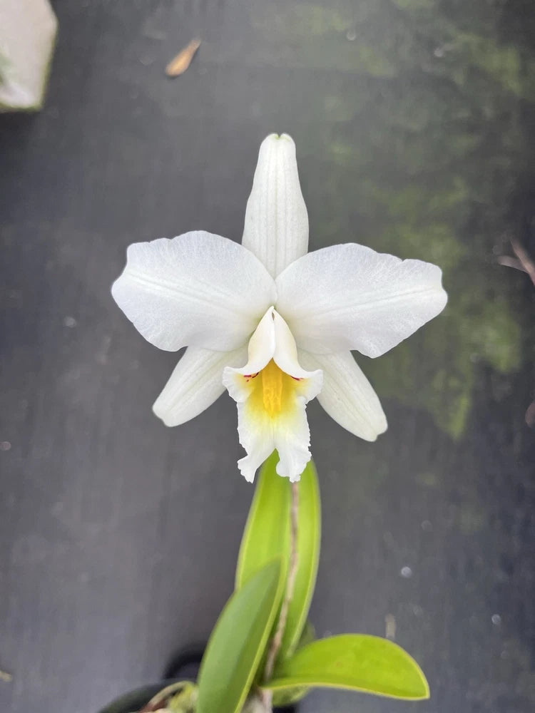 White orchid flower with yellow center and green leaves, on a plant stem