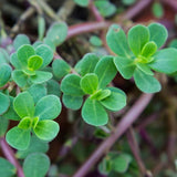 2000+ Green Purslane Seeds - HEIRLOOM, NON-GMO | USA Free Shipping ! Garden Plants