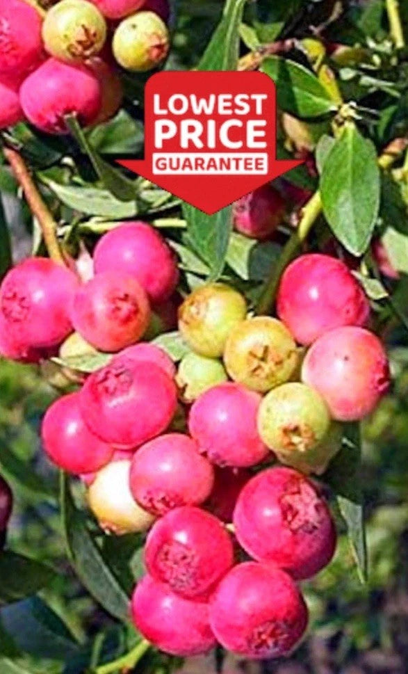 3 Pink Lemonade blueberry rooted plants. Zone 5-9. Self-pollinating Green Plant