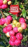 3 Pink Lemonade blueberry rooted plants. Zone 5-9. Self-pollinating Green Plant