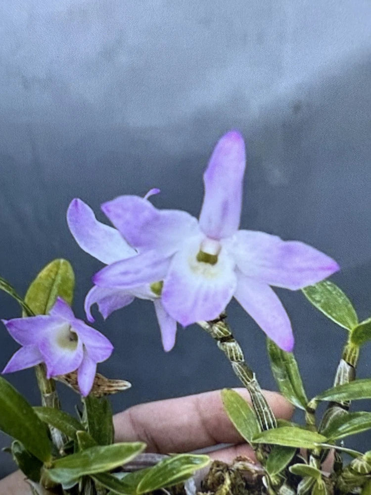 Dendrobium moniliforme orchid with light purple star-shaped flowers