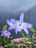 Dendrobium moniliforme Fujizuru Orchids