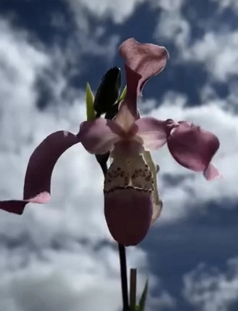 Pink and maroon orchid flower with ruffled petals on a green stem