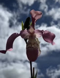 Phragmipedium Wayne Riggs Dramatic Pink Petals Orchid BS 3 New Growths 4Ó Pot Orchids