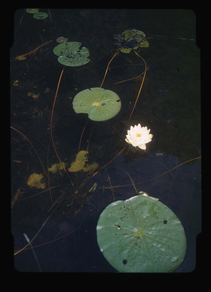 Red Boarder Beautiful Lily Flower on Green Water Lilies Lily