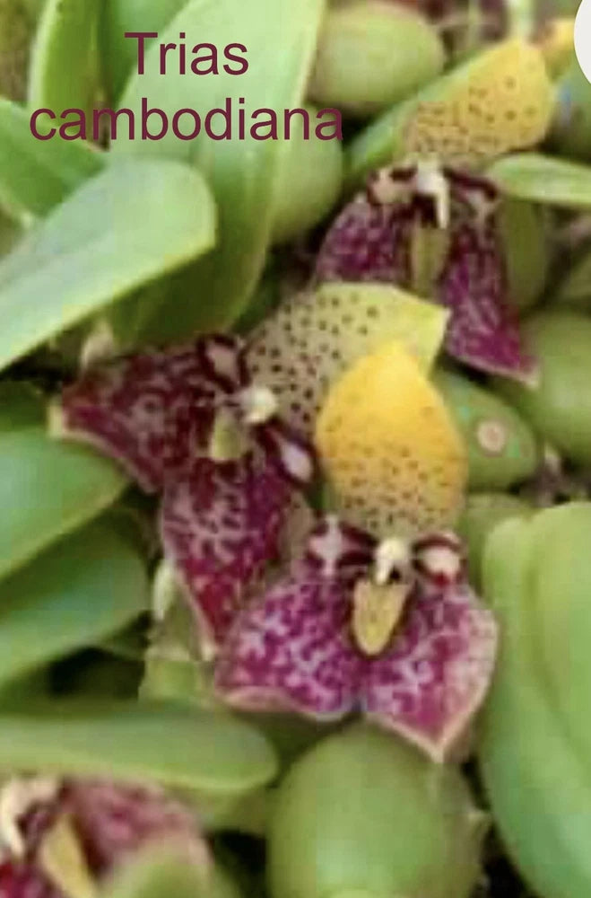 Trias cambodiana Mounted Bloom size Orchids