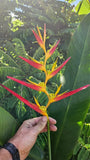 2 Heliconia Carmasita live rhizomes. Exotic tropical flowers, bright blooms! Flowering Plants