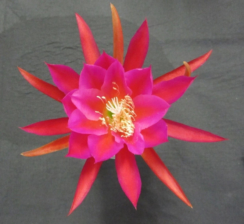 Orchid cactus bloom with bright pink petals, orange tips, and golden center