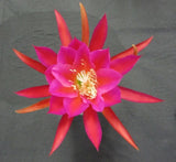 Epiphyllum, Orchid Cactus,  MICHEAL T.  , Don's Quart pots APRIL/1 Orchids