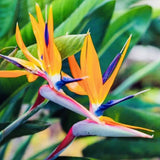 2 PACK ORANGE BIRD OF PARADISE PLANTS GREENHOUSE BEST GIFT LIVE PLANT GUARANTEED Flowering Plants