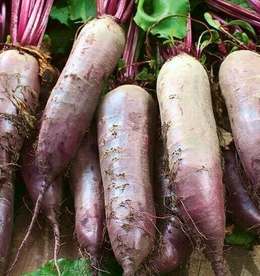 BEET SEEDS 100+ CYLINDRA survival GARDEN healthy SWEET VEGETABLES FREE SHIPPING Garden Plants