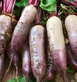BEET SEEDS 100+ CYLINDRA survival GARDEN healthy SWEET VEGETABLES FREE SHIPPING Garden Plants