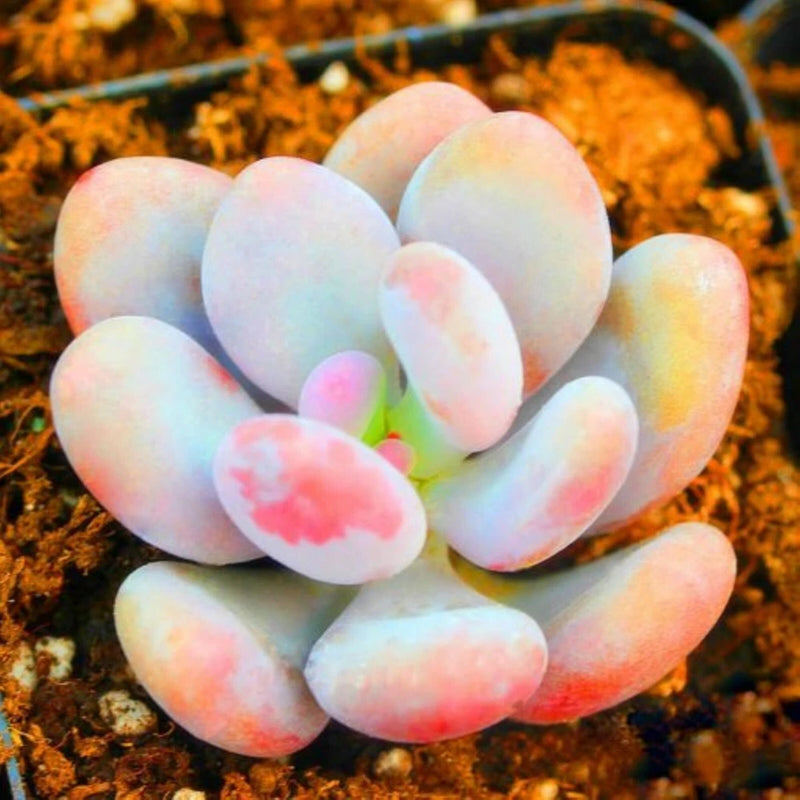 Lithops bonsai SS0717 Living Stones Flower Succulent Cactus Rare Succulent seeds Orchids