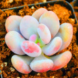 Lithops bonsai SS0717 Living Stones Flower Succulent Cactus Rare Succulent seeds Orchids