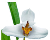 Maxillaria lehmannii Orchids