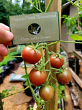RAINBOW CHERRY 25-Tomato Seeds Organically Grown Unique Creek Homestead Gardens Garden Plants