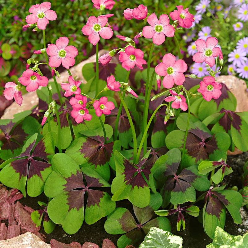 Pink iron cross shamrock plant in 3.5 in pot with star-shaped leaves and flowers