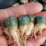 5pcs Rarecactus Succulent cactus Plants beautiful Home Garden Plants 2cm Garden Plants