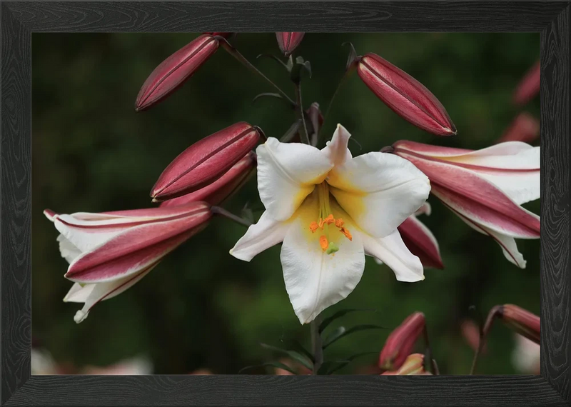 White and Red Lily Flower Close-Up Framed Wall Art Poster Canvas Print Picture Lily