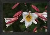 White and Red Lily Flower Close-Up Framed Wall Art Poster Canvas Print Picture Lily