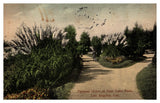 postcard Pampas Grass at East Lake Park Los Angeles California A0580 Pampas Grass