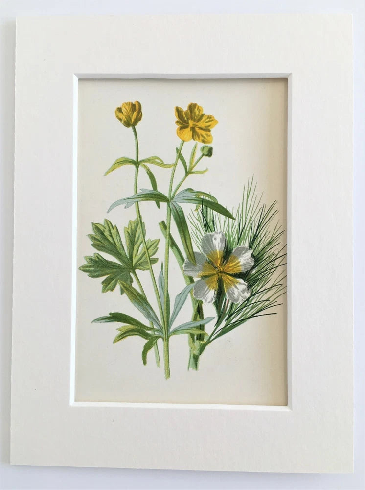 Goldilocks & Ranunculus- Hulme Mounted Antique Botanical Flower Print Lithograph Ranunculus