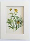 Goldilocks & Ranunculus- Hulme Mounted Antique Botanical Flower Print Lithograph Ranunculus