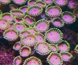Sunny ZOA Live Coral Tank Saltwater Marine  Aquarium Plant Refugium Anemone
