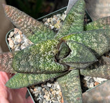 Gasteria batesiana Barberton Succulent Cactus Plant Flowering Plants