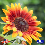 Sunflower Seeds Red Sun Non-GMO Sunflower