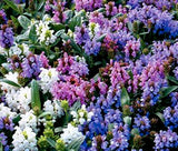 PRUNELLA SELF HEAL PAGODA MIX Prunella Grandiflora - 125 Bulk Seeds Garden Plants