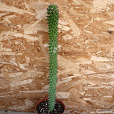 D4393 EUPHORBIA SCHUBEI pot15-H52-W6 cm MaMa Cactus Green Plant