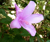 Hibiscus pedunculatus | Wild Forest Pink Mallow | 10_Seeds Garden Plants