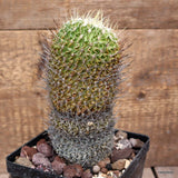 D2986 ECHINOFOSSULOCACTUS MULTICOSTATUS pot12-H17-W7 cm MaMa Cactus Green Plant