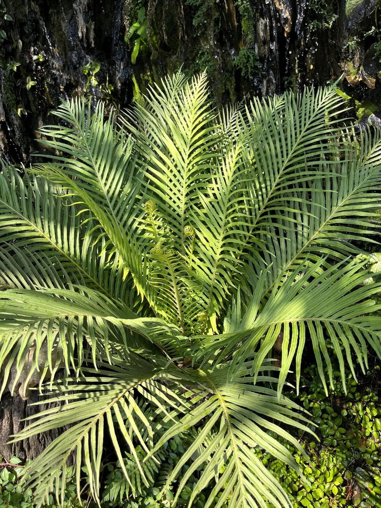 5 BAMBOO PALM Chamaedorea Seifrizii Reed or Parlor Palm Tree Sun Shade Houseplan Flowering Plants