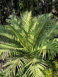 5 BAMBOO PALM Chamaedorea Seifrizii Reed or Parlor Palm Tree Sun Shade Houseplan Flowering Plants