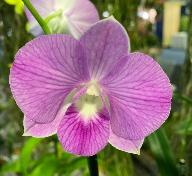 Purple candy stripe orchid flower with pink center and light veins