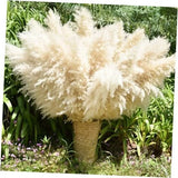 40" 33PCS Dried Pampas Grass Decor Tall,Large Natural Beige 33pcs Beige-40inch Pampas Grass