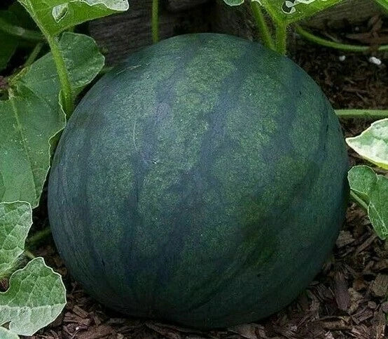 WATERMELON SEEDS 25+ SUGAR BABY garden FRUIT bush AVG WT 8-10 LBS FREE SHIPPING Garden Plants