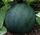 WATERMELON SEEDS 25+ SUGAR BABY garden FRUIT bush AVG WT 8-10 LBS FREE SHIPPING Garden Plants