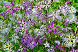 1000 FRINGED PINKS DIANTHUS Superbus White Pink Purple Flower Seeds Carnation