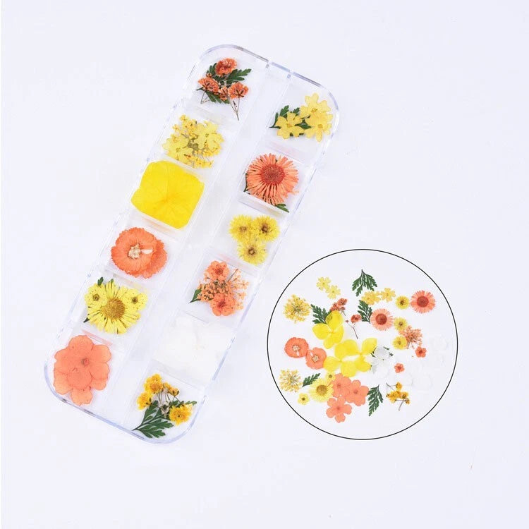 41PCS Real Pressed Dry Mixed flowers leaves collection as picture FCD504 #15 Dried Flower
