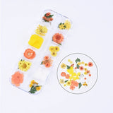 41PCS Real Pressed Dry Mixed flowers leaves collection as picture FCD504 #15 Dried Flower