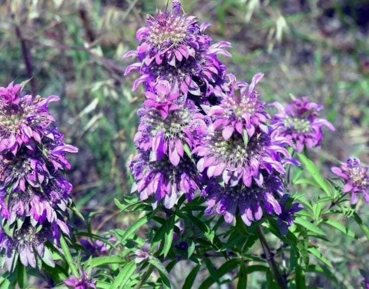 20+ beebalm, LEMON BEE BALM FLOWER,  seeds! USA seller Garden Plants