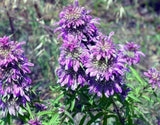 20+ beebalm, LEMON BEE BALM FLOWER,  seeds! USA seller Garden Plants