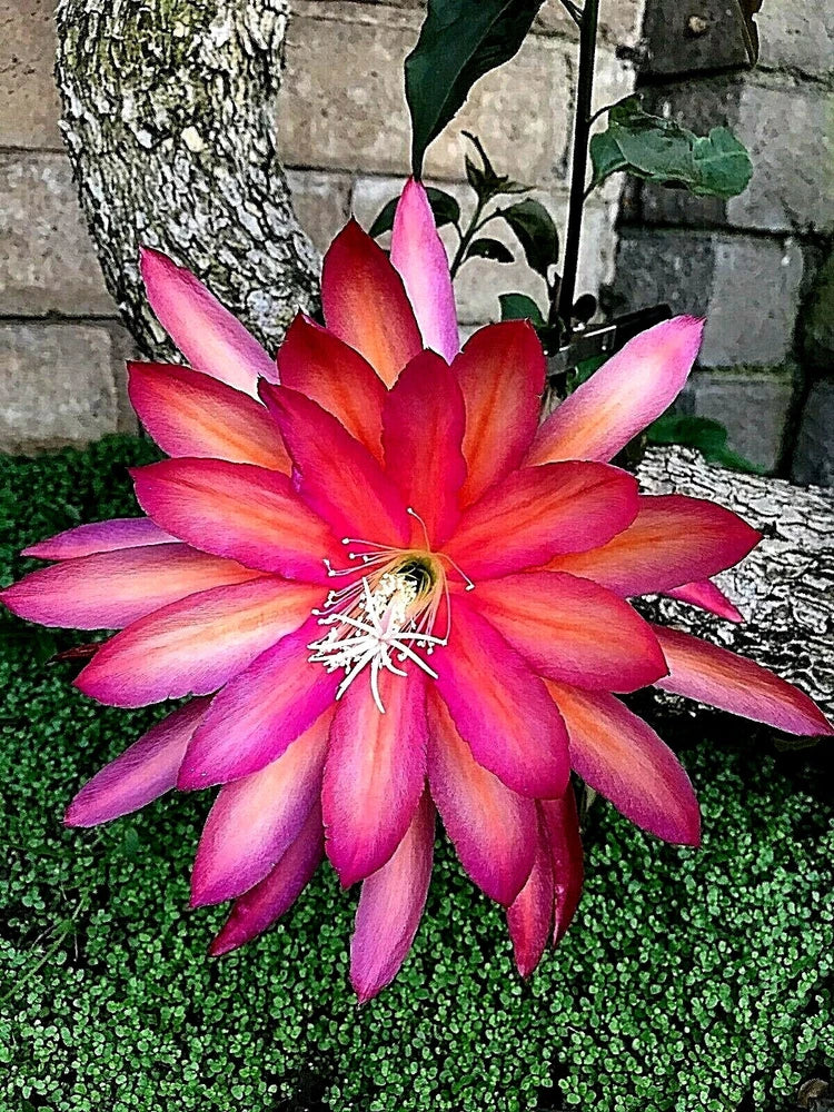 WHIRLIBIRD orchid cactus flower, vivid pink and red layered petals with yellow center