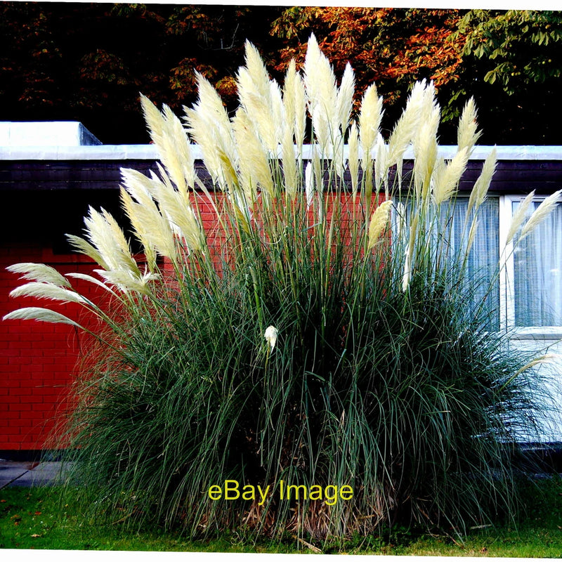 Photo 12x8 Westport - New(port) Road - Hotel Westport - Pampas Grass Locat c2013 Pampas Grass